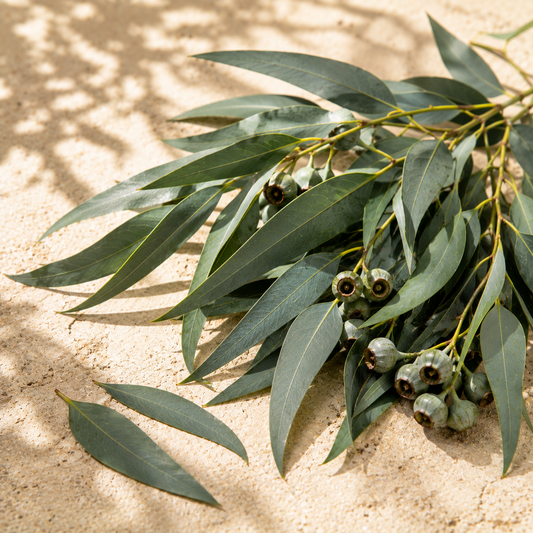 Eucalyptus Globulus Essential Oil 10ml