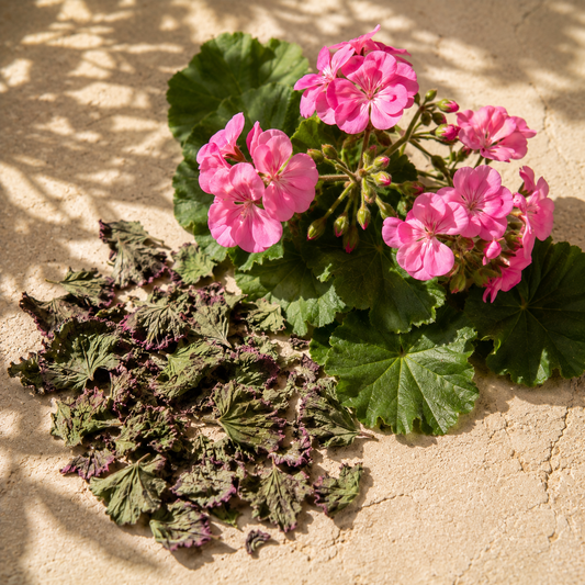 Geranium Egypt Essential Oil 10ml