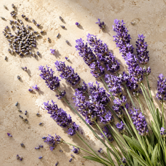 Lavender 40/42 France Essential Oil 10ml