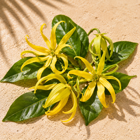 Ylang Ylang Essential Oil 10ml