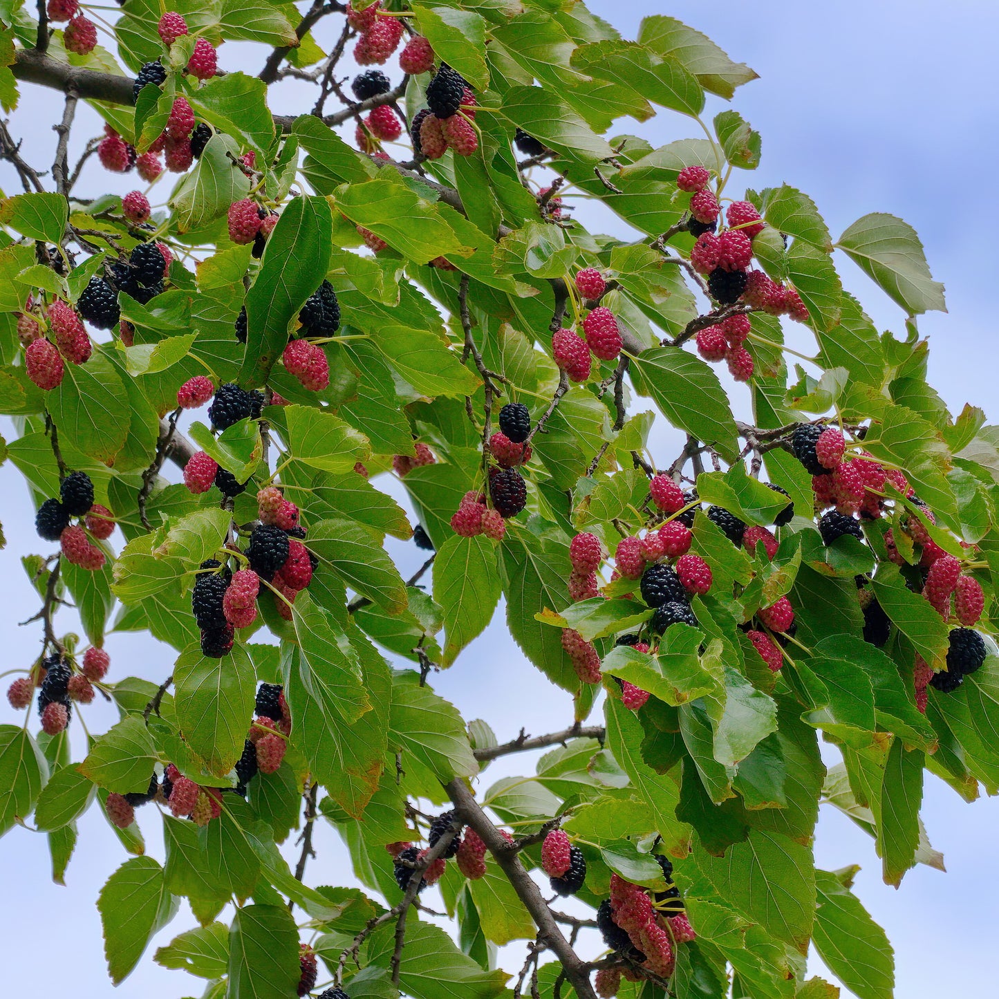 Mulberry Fragrance oil