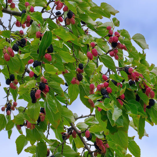Mulberry Fragrance oil